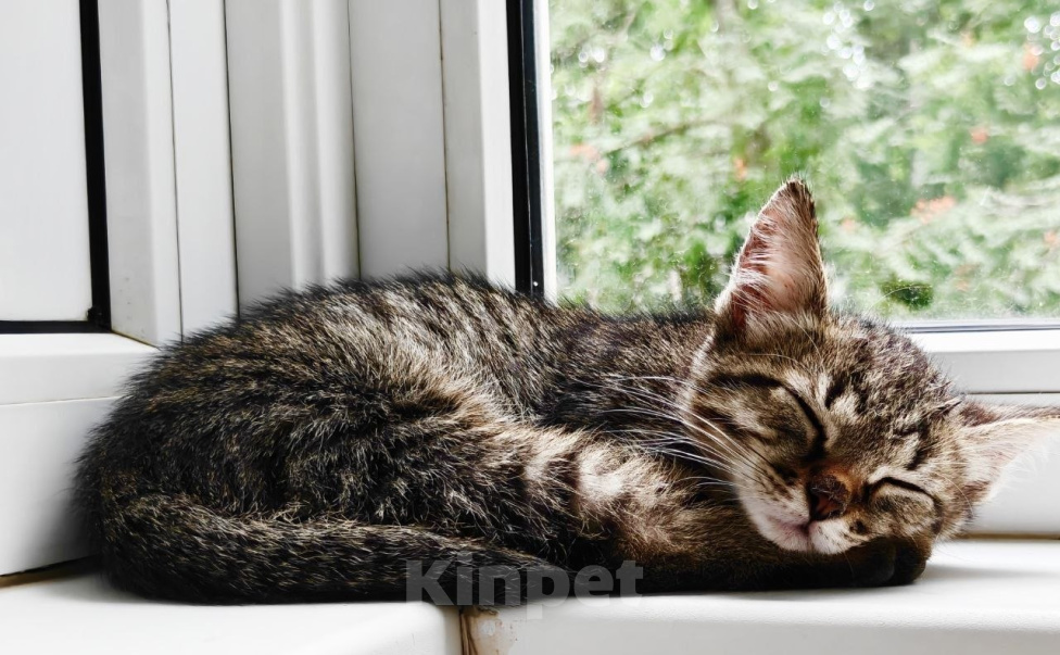 Кошки в Москве: Котенок Горошек ищет дом Мальчик, Бесплатно - фото 5