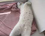 Кошки в Ишимбае: Миса Девочка, Бесплатно - фото 6
