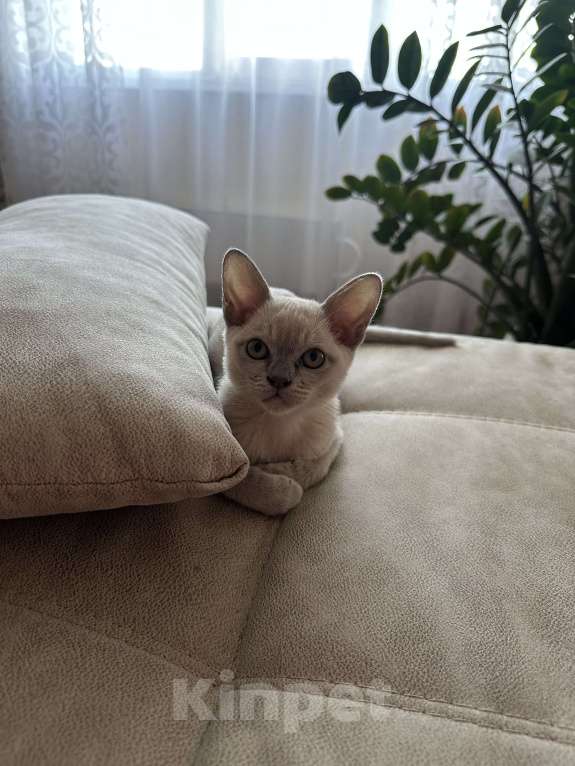 Кошки в Тольятти: Бурманский котенок Мальчик, 25 000 руб. - фото 3