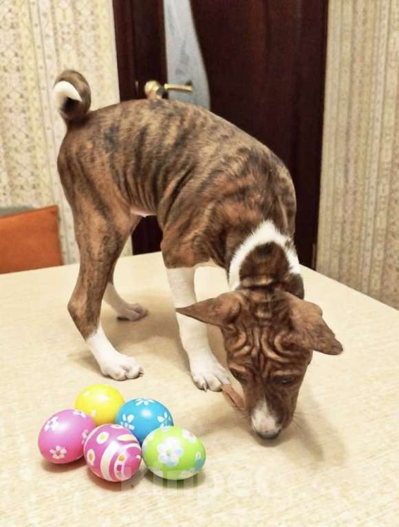 Собаки в Архангельске: Щенок басенджи Девочка, 60 000 руб. - фото 1