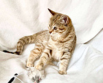 Кошки в Москве: Кругленькая полосаточка котенок Плюша в добрые руки Девочка, Бесплатно - фото 5