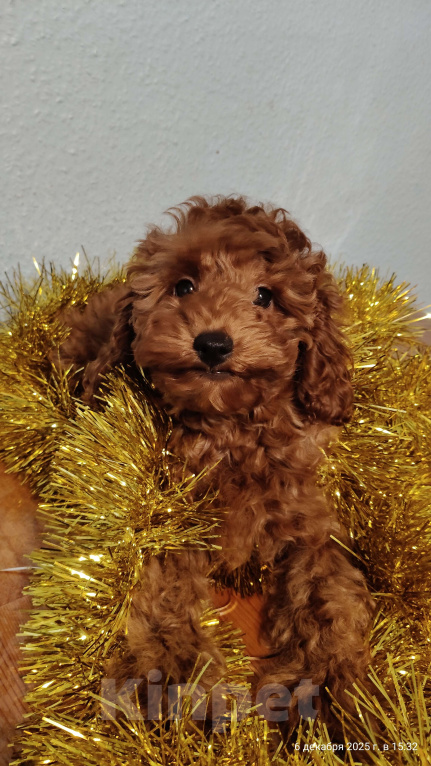 Собаки в Мытищах: Миниатюрный пудель Адель Девочка, 90 000 руб. - фото 4