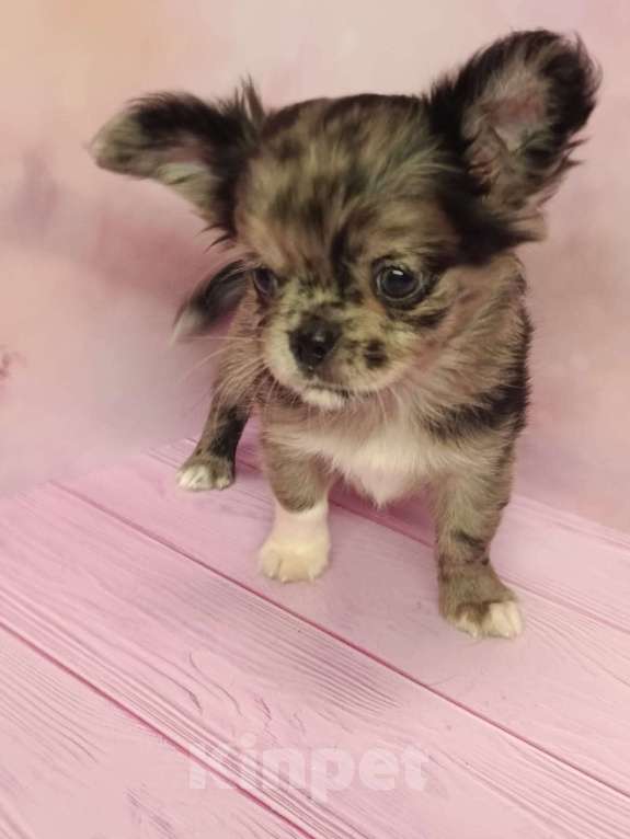 Собаки в других городах Московской области: Джуно Мальчик, 45 000 руб. - фото 1