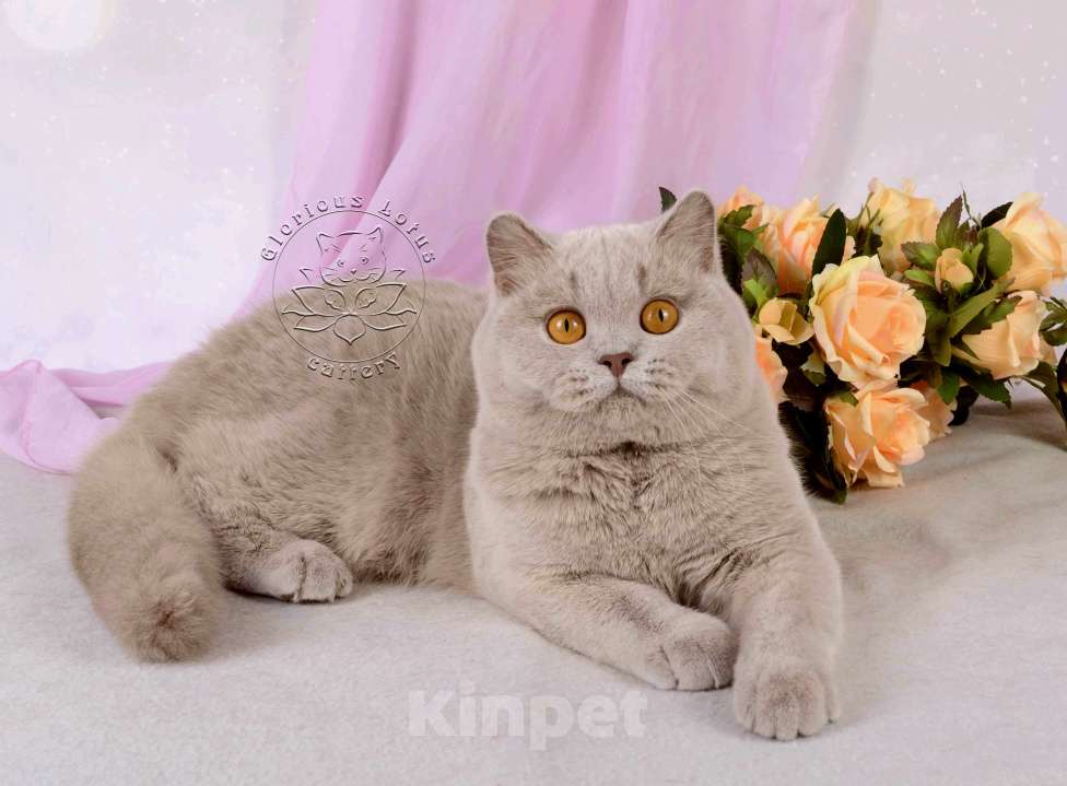 Кошки в Санкт-Петербурге: Британская кошечка теплого лилового окраса Девочка, 10 000 руб. - фото 6