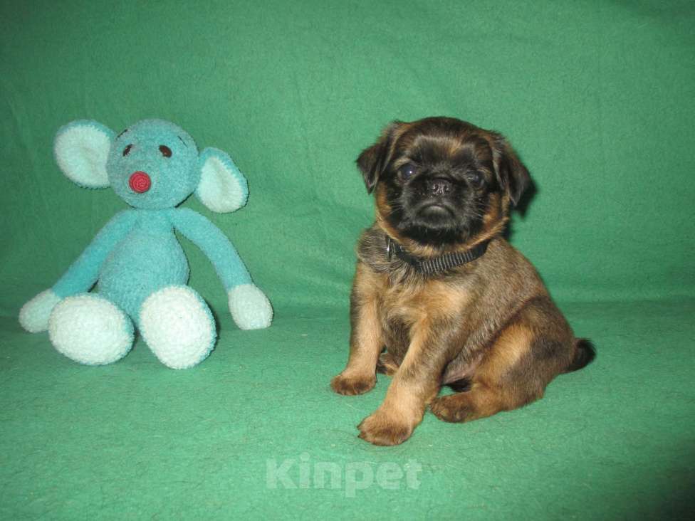 Собаки в Пскове: Кобель пти брабансон Мальчик, 50 000 руб. - фото 2