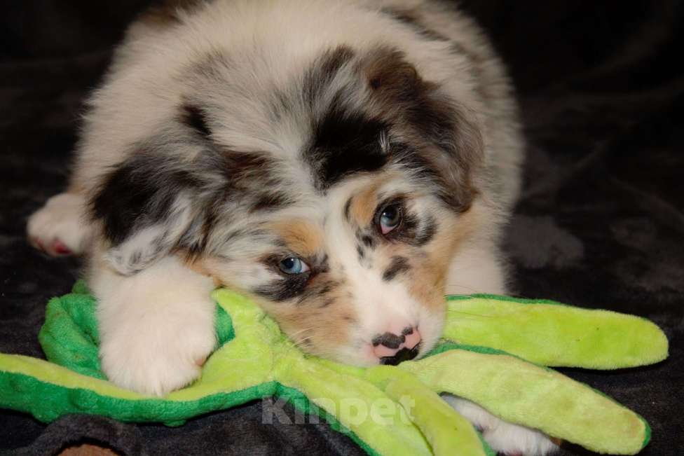 Собаки в других городах Московской области: Австралийская овчарка (аусси) Мальчик, 100 000 руб. - фото 4