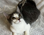 Кошки в Москве: Нежный и ласковый котенок Клякс ищет семью! Мальчик, Бесплатно - фото 3
