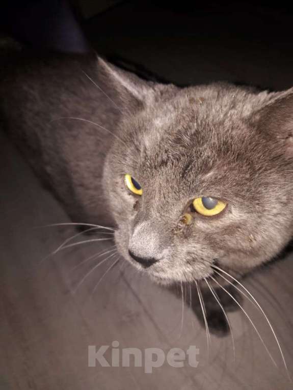 Кошки в других городах Самарской области: Отдам кота в добрые руки даром Мальчик, Бесплатно - фото 2