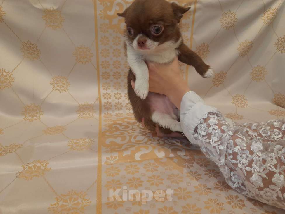 Собаки в Москве: Шоколадный красавчик Мальчик, 40 000 руб. - фото 5