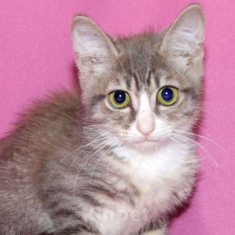 Кошки в Москве: Двухмесячный котенок Эклер ищет семью 🤍 Мальчик, Бесплатно - фото 4