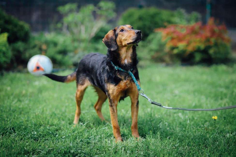 Собаки в Москве: Балканская гончая в добрые руки Девочка, 100 руб. - фото 4