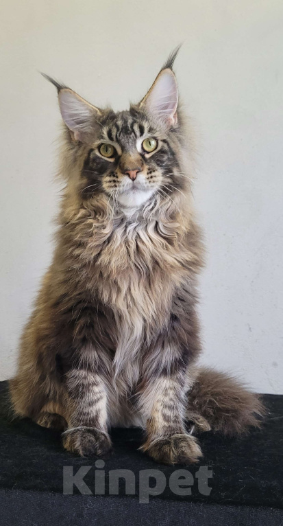 Кошки в Москве: Котенок мейн-кун  Мальчик, 45 000 руб. - фото 7