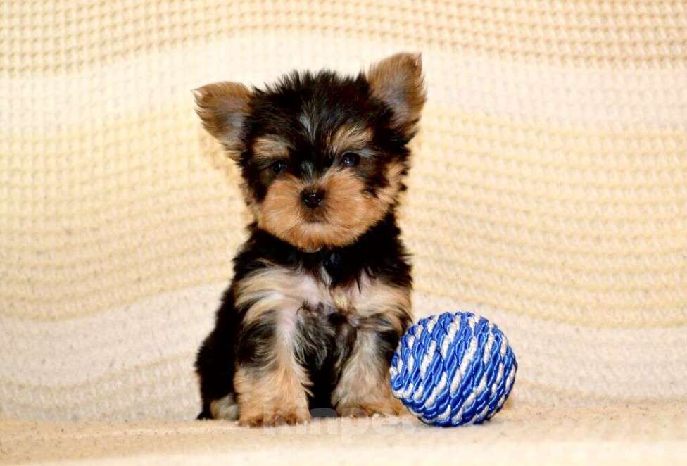 Собаки в Иркутске: Щенки йоркширского терьера Мальчик, 75 000 руб. - фото 3