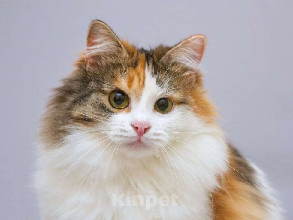 Кошки в Москве: Сибирская трехцветная кошка Липа в добрые руки Девочка, 1 руб. - фото 2