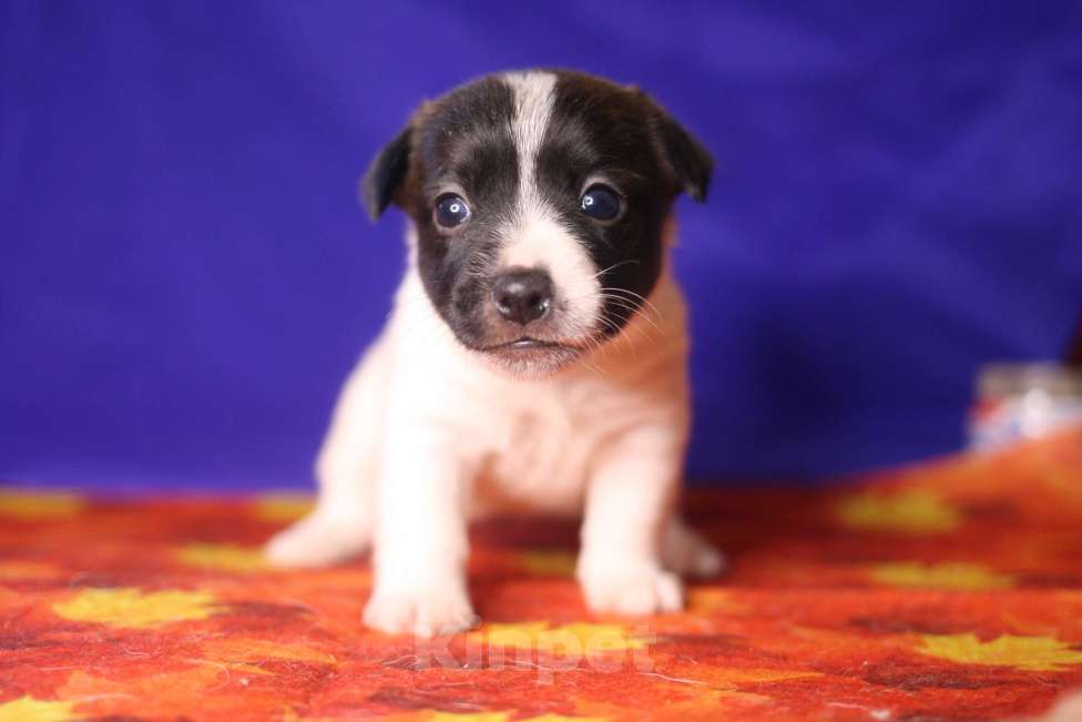 Собаки в Всеволожске: Щенок дрт девочка гладкая бело черная Девочка, 50 000 руб. - фото 2