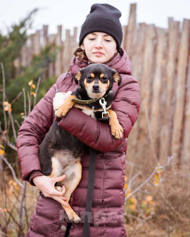 Собаки в Москве: Маленькая собачка из приюта ищет дом Девочка, Бесплатно - фото 6