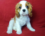 Собаки в Санкт-Петербурге: Красивый мальчик кавалер Кинг Чарльз спаниель Мальчик, 95 000 руб. - фото 1