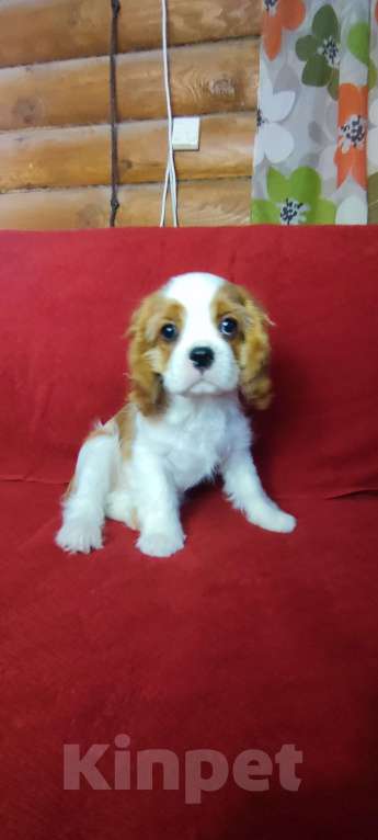 Собаки в Санкт-Петербурге: Красивый мальчик кавалер Кинг Чарльз спаниель Мальчик, 95 000 руб. - фото 1