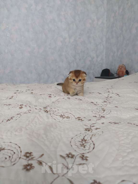 Кошки в Краснодаре: шотландская золотая шеншила Мальчик, 20 000 руб. - фото 8