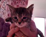 Кошки в Барыше: Котята в добрые руки, Бесплатно - фото 2