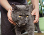 Кошки в Люберцах: Ищет дом ласковый красавец Мэйсон Мальчик, 10 руб. - фото 2