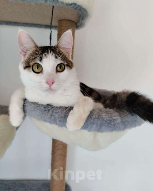 Кошки в Москве: Кроха, над которой издевались дети, начинает искать домик Девочка, Бесплатно - фото 1