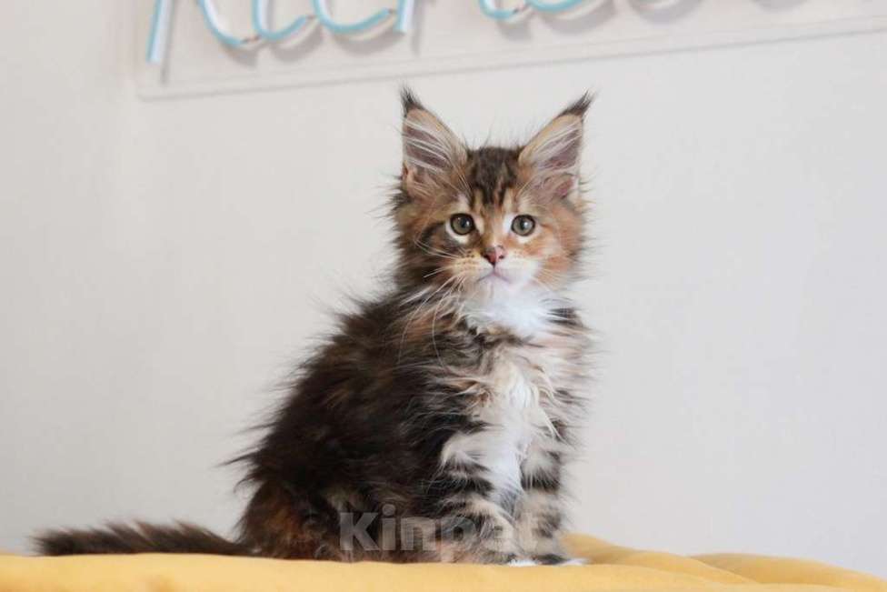 Кошки в Екатеринбурге: У всех хорошие, а у нас - лучшие! Alika Девочка, 25 000 руб. - фото 8