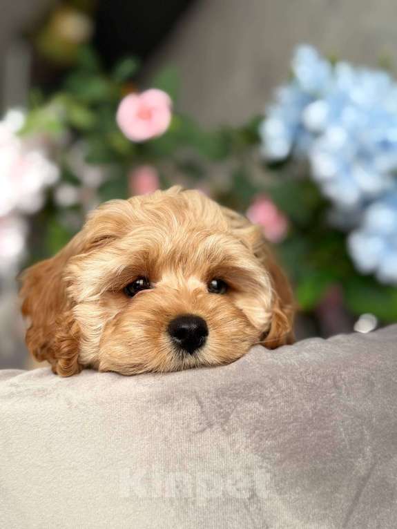 Собаки в Москве: Кавапу щенок Девочка, Бесплатно - фото 6