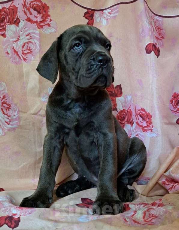 Собаки в других городах Московской области: Серая ласковая малышка Девочка, 40 000 руб. - фото 3