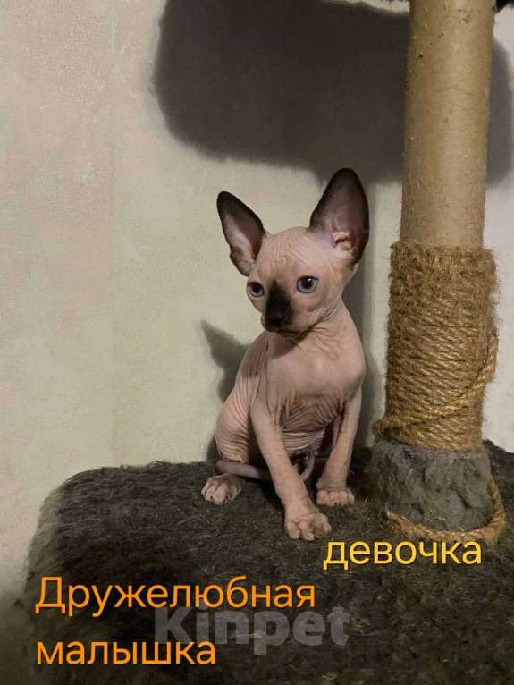 Кошки в Краснослободске: Котята сфинкс Девочка, 10 000 руб. - фото 6