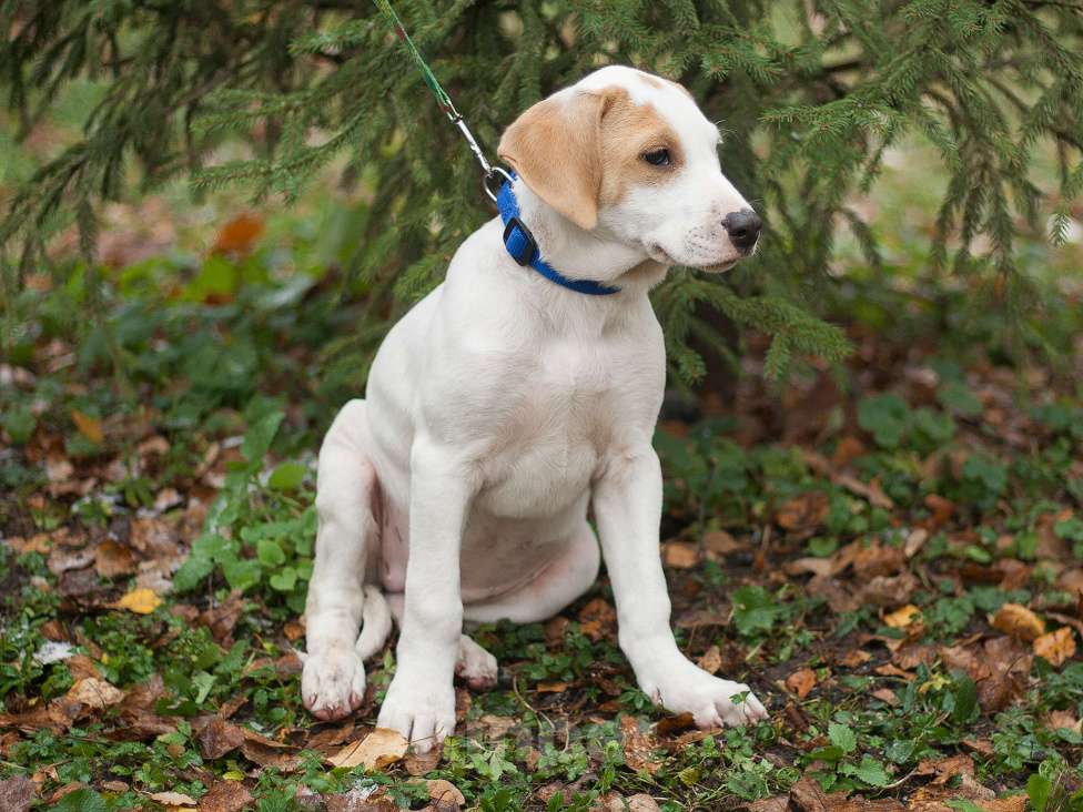 Собаки в Москве: Щенок метис пойнтера в дар Девочка, Бесплатно - фото 2