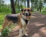 Собаки в Москве: Шерон из приюта Девочка, Бесплатно - фото 1