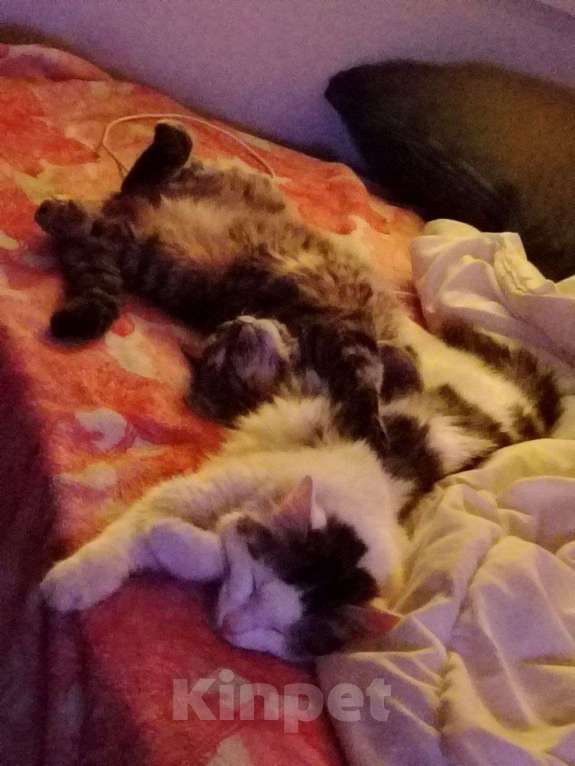 Кошки в Челябинске: Котенок/подросток мальчик Мальчик, Бесплатно - фото 3