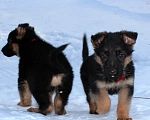 Собаки в Новосибирске: Помёт рож. 17.11.23 Девочка, 35 000 руб. - фото 2