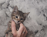 Кошки в Воронеже: Отдам котёнка в добрые руки Мальчик, Бесплатно - фото 4