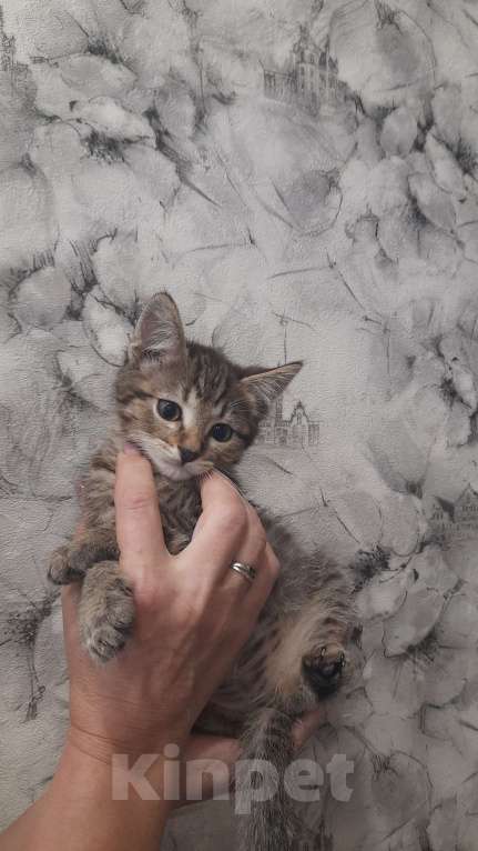 Кошки в Воронеже: Отдам котёнка в добрые руки Мальчик, Бесплатно - фото 4