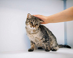 Кошки в Зеленограде: Глен ищет дом Девочка, Бесплатно - фото 10