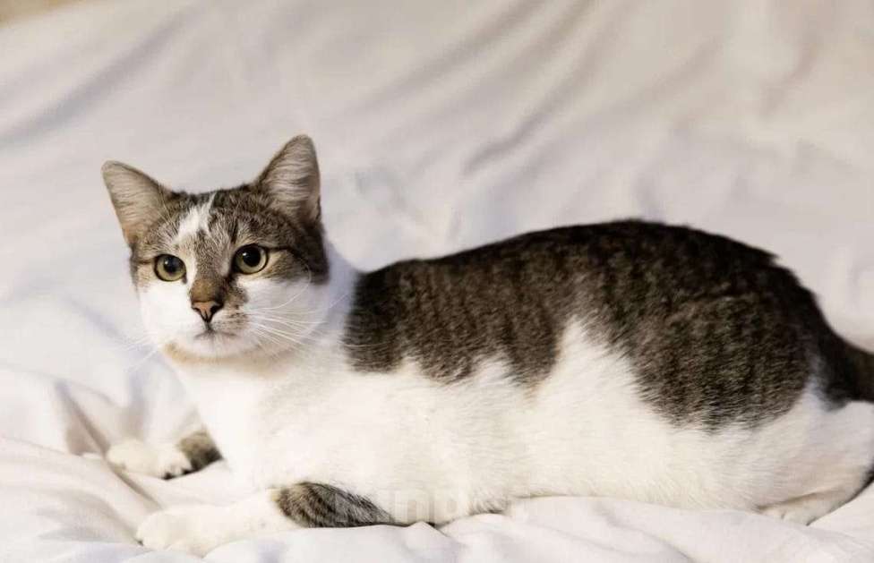 Кошки в Москве: Котика избили и выбросили умирать Мальчик, Бесплатно - фото 1