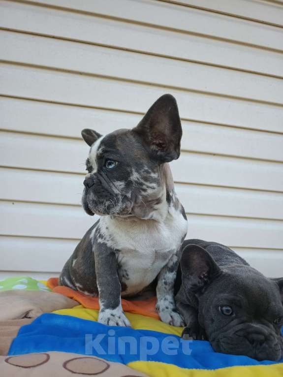 Собаки в других городах Ленинградской области: Щенки Мерлешки Девочки и Мальчики  Девочка, 40 000 руб. - фото 6