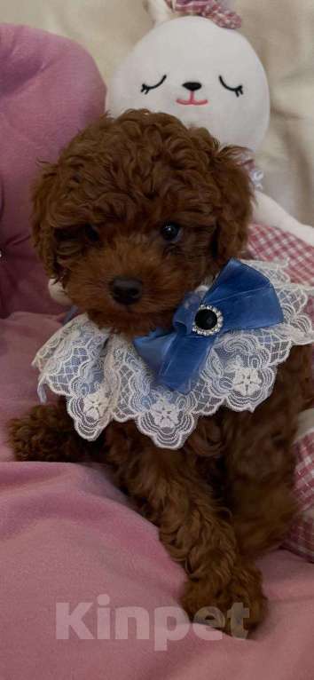 Собаки в Москве: Продаётся малыш Мальчик, 100 000 руб. - фото 7