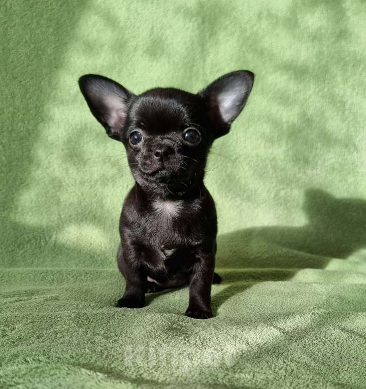 Собаки в Наро-Фоминске: шикарная чихуахуа Девочка, 150 000 руб. - фото 1