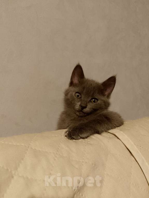 Кошки в других городах Московской области: Котёнок в добрые руки Девочка, Бесплатно - фото 4