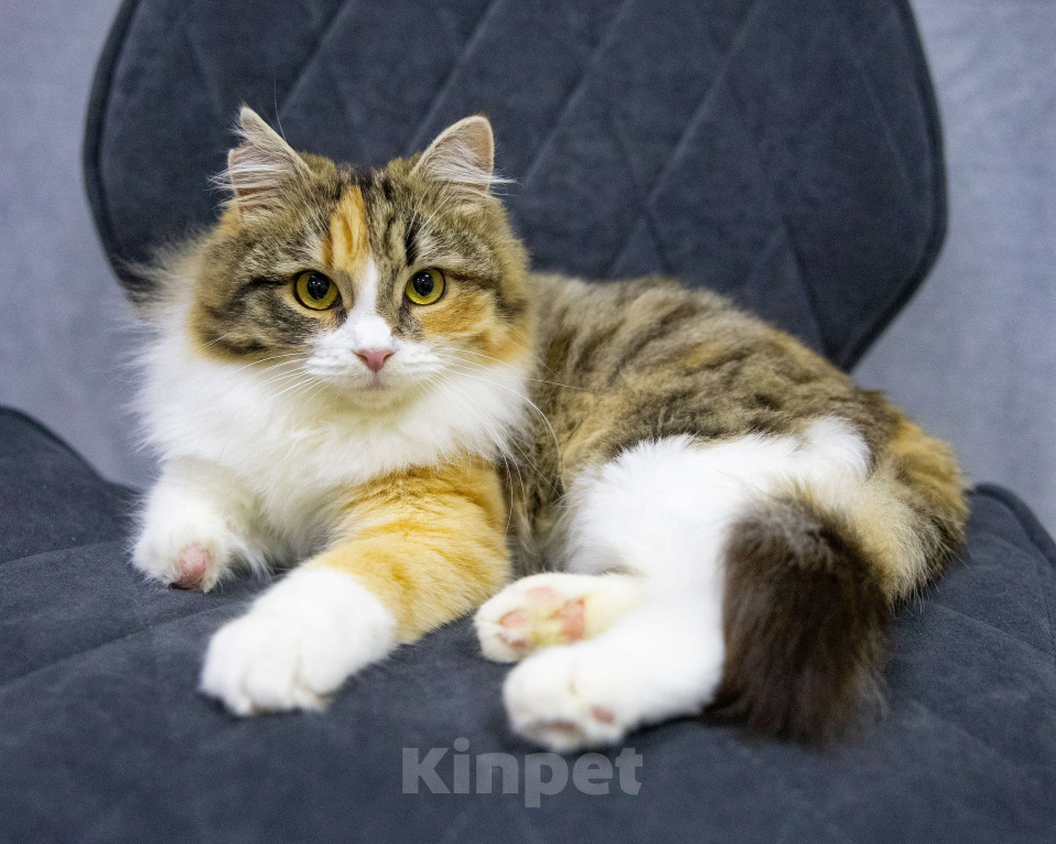 Кошки в Москве: Фудзи ищет дом Девочка, Бесплатно - фото 2