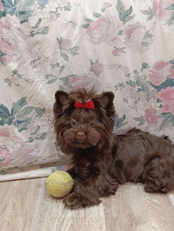 Собаки в Москве: Очаровательный парень шоколадного йорка в поиске лучших родителей Мальчик, 90 000 руб. - фото 6