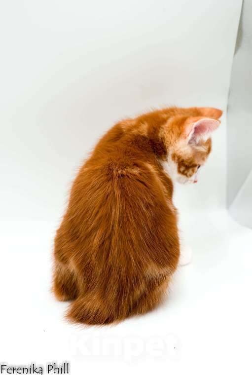 Кошки в Хабаровске: Котёнок курильского бобтейла Ференика Фил Леван Мальчик, 40 000 руб. - фото 4