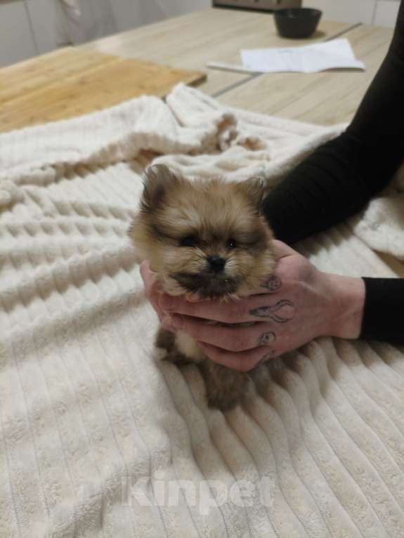 Собаки в Москве: Щенок померанского шпица Девочка, 120 000 руб. - фото 5