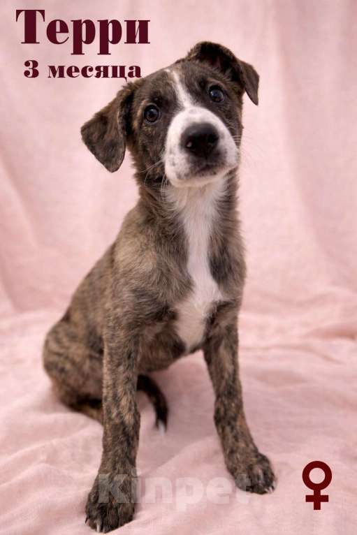 Собаки в Химках: Девочка Терри Девочка, Бесплатно - фото 5