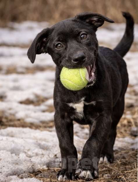 Собаки в других городах Московской области: Обворожительный метис Лабрадора Тим Мальчик, Бесплатно - фото 3