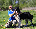 Собаки в Видном: Арья, 2 года Девочка, 1 руб. - фото 5