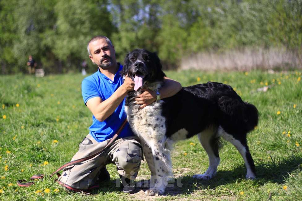 Собаки в Видном: Арья, 4 года Девочка, 1 руб. - фото 5